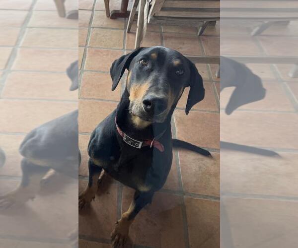 Medium Photo #2 Doberman Pinscher-Unknown Mix Puppy For Sale in Santa Barbara, CA, USA