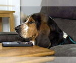 Small #1 Basset Hound