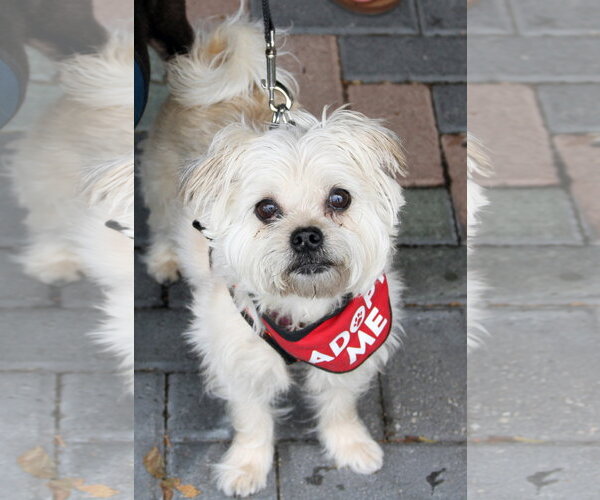 Medium Photo #4 Mutt Puppy For Sale in Mission Viejo, CA, USA