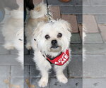 Small #3 Mutt