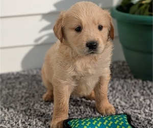 Medium Golden Retriever