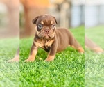 Small #2 English Bulldog