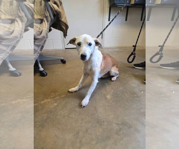 Medium Photo #1 Mutt Puppy For Sale in Stratham, NH, USA