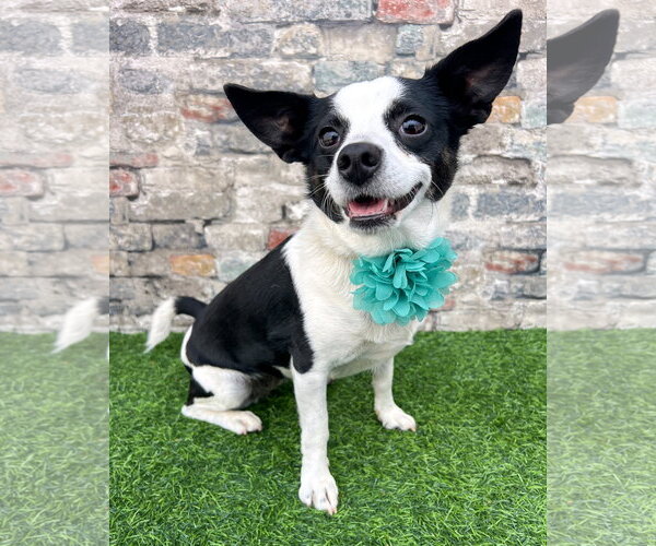 Medium Photo #1 Rat Terrier-Unknown Mix Puppy For Sale in Corona, CA, USA
