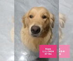 Small #11 Golden Retriever