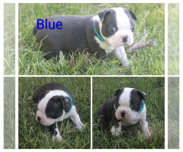 Medium Photo #2 Boston Terrier Puppy For Sale in TARBORO, NC, USA