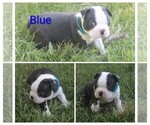 Small #1 Boston Terrier