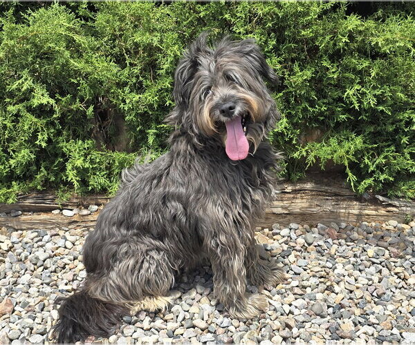 Medium Photo #3 Mutt Puppy For Sale in Albuquerque, NM, USA