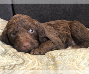 Labradoodle Puppy for sale in ELK GROVE, CA, USA