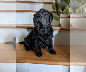 Chinese Shar-Pei Puppy for sale in RICHMOND, VA, USA