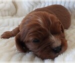 Small #9 Cavalier King Charles Spaniel