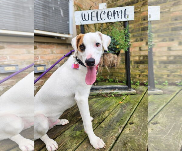 Medium Photo #4 Mutt Puppy For Sale in New London, WI, USA