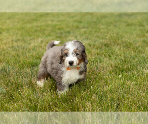 Bernedoodle (Miniature) Puppy for sale in SHIPSHEWANA, IN, USA