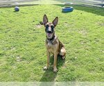 Small Photo #2 German Shepherd Dog Puppy For Sale in Orange, CA, USA