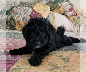 Poochon Puppy for sale in BLUE SPRINGS, MO, USA