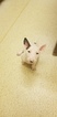 Small Photo #76 Bull Terrier Puppy For Sale in JACKSON, MI, USA