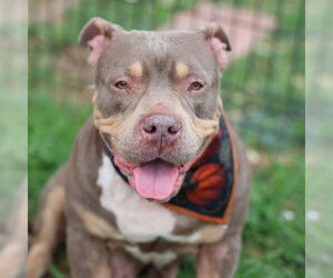 American Bulldog-Unknown Mix Dogs for adoption in San Antonio, TX, USA