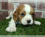 Small #6 Cavalier King Charles Spaniel