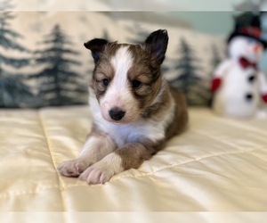 Shetland Sheepdog Puppy for sale in KINGSPORT, TN, USA