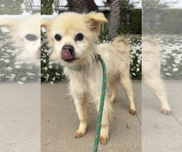 Medium Photo #1 Pomeranian-Unknown Mix Puppy For Sale in Newport Beach, CA, USA