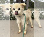 Small Pomeranian Mix