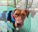Small Photo #2 American Pit Bull Terrier-Unknown Mix Puppy For Sale in Germantown, OH, USA