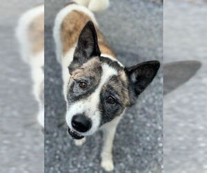 Akita Dogs for adoption in Newfoundland, PA, USA