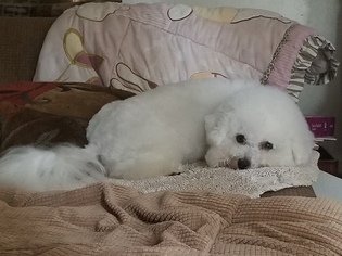 Father of the Bichon Frise puppies born on 01/05/2019