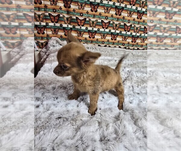 Medium Photo #16 Chihuahua Puppy For Sale in BOSTON, MA, USA