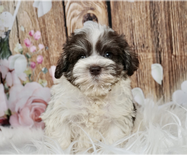 Medium Photo #3 Schnauzer (Miniature) Puppy For Sale in WARSAW, IN, USA