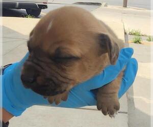 Mutt Dogs for adoption in San Antonio, TX, USA