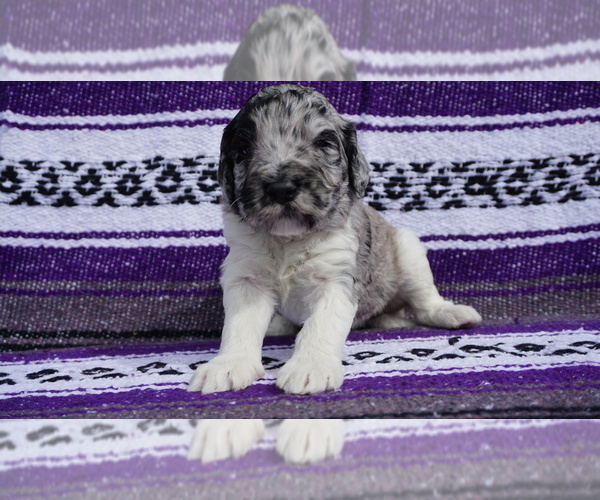 Medium Photo #1 Labradoodle Puppy For Sale in CORPUS CHRISTI, TX, USA