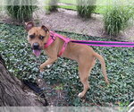 Small #1 Boxer Mix