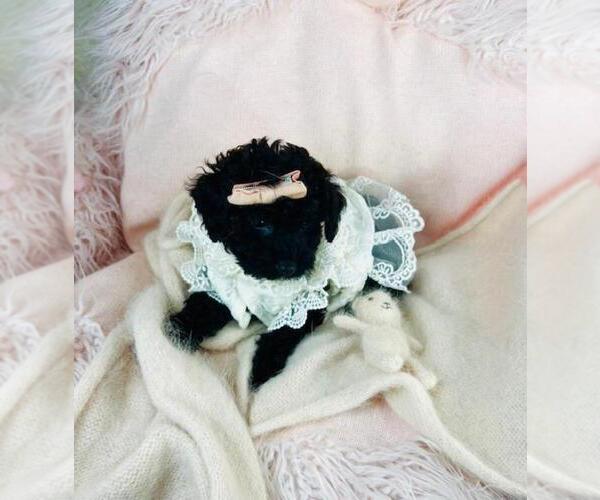 Medium Photo #1 Poodle (Toy) Puppy For Sale in THONOTOSASSA, FL, USA