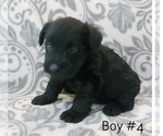 Small Photo #3 Schnauzer (Miniature) Puppy For Sale in LAKEVILLE, OH, USA