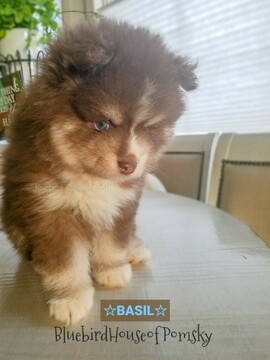 Medium Photo #17 Pomsky Puppy For Sale in ANDOVER, MN, USA