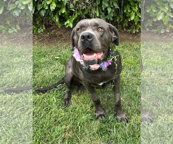 Medium Photo #9 Mutt Puppy For Sale in Redlands, CA, USA
