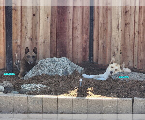 Medium Photo #7 Australian Kelpie-Siberian Husky Mix Puppy For Sale in Woodland Hills, CA, USA