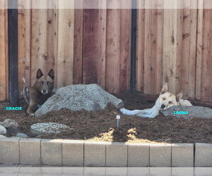 GRACIE & LEONA - Female Australian Kelpie-Siberian Husky Mix Dog for Adoption - Photo #7