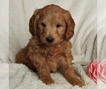 Small Photo #4 Goldendoodle (Miniature) Puppy For Sale in LEOLA, PA, USA