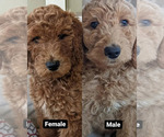 Small Photo #6 Goldendoodle Puppy For Sale in ATLANTA, GA, USA
