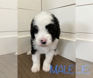 Sheepadoodle Puppy for Sale in CANYON, Texas USA