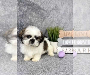 Shih Tzu Puppy for sale in INDIANAPOLIS, IN, USA