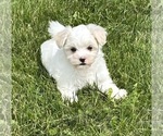 Small #14 Maltese