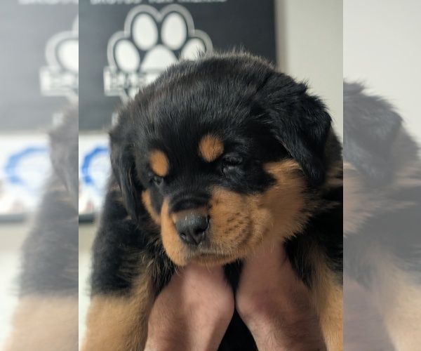 Medium Photo #14 Rottweiler Puppy For Sale in CANDIA, NH, USA