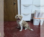 Small Photo #8 Mutt Puppy For Sale in Fargo, ND, USA