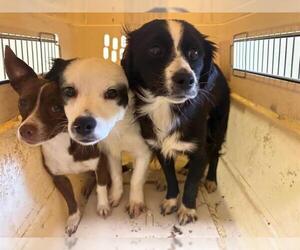 Chihuahua Dogs for adoption in Orange, CA, USA