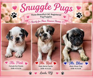 Pug Puppy for sale in LEEDS, NY, USA