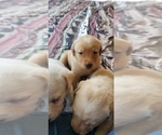 Small Photo #3 Labrador Retriever Puppy For Sale in CHICORA, PA, USA