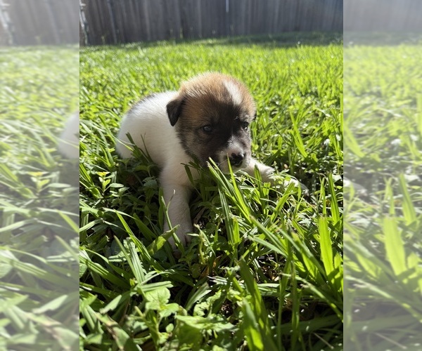 Medium Photo #22 Ausky-Great Pyrenees Mix Puppy For Sale in EDNA, TX, USA